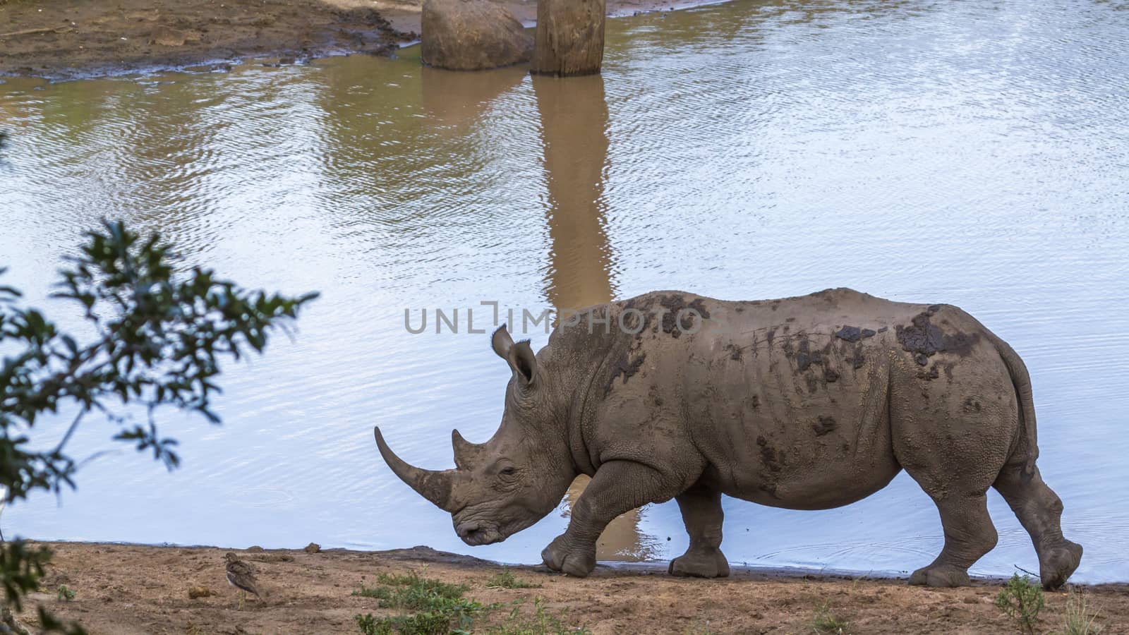 Southern white rhinoceros walking on lake side in Kruger National park, South Africa ; Specie Ceratotherium simum simum family of Rhinocerotidae