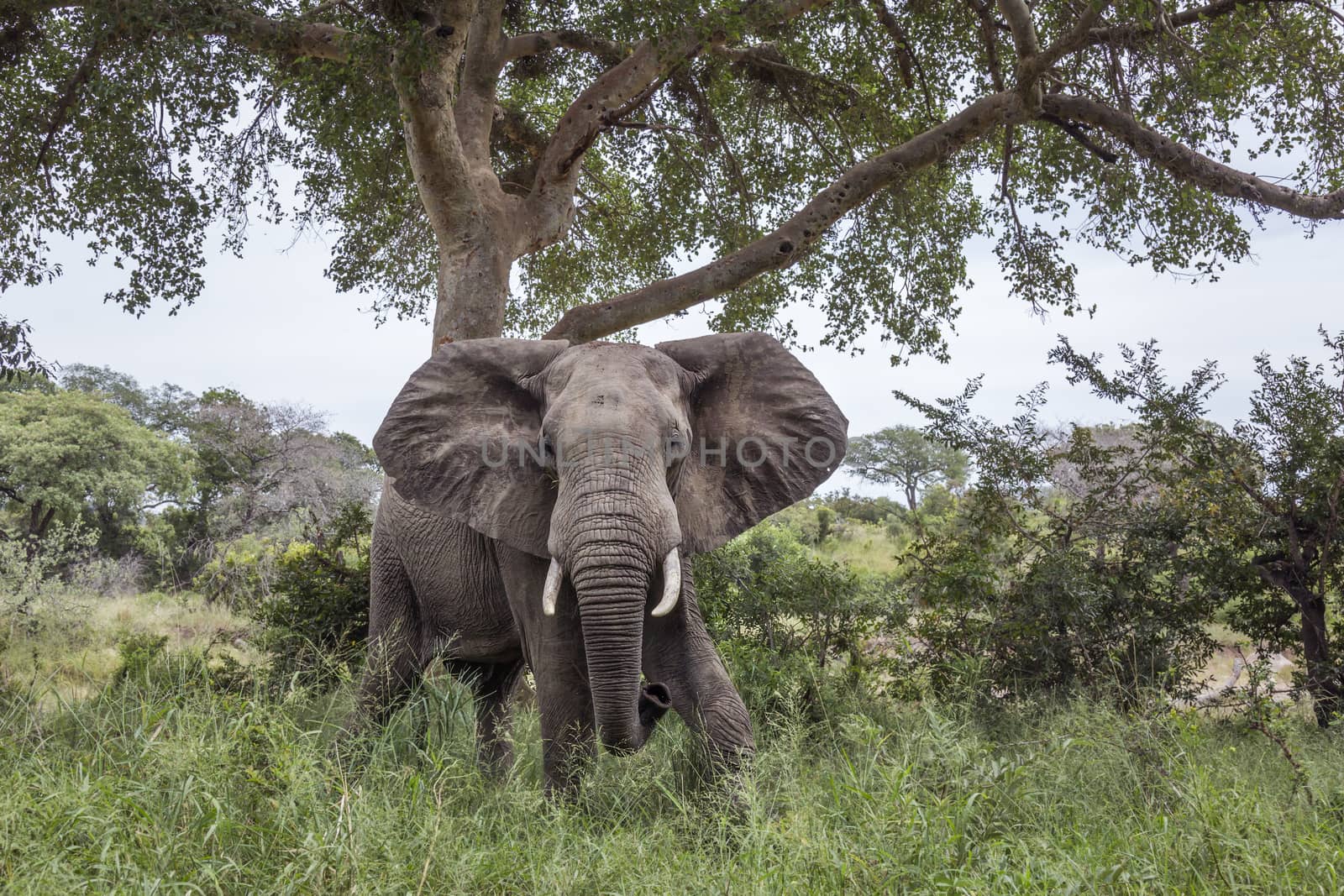 African bush elephant in Kruger National park, South Africa by PACOCOMO