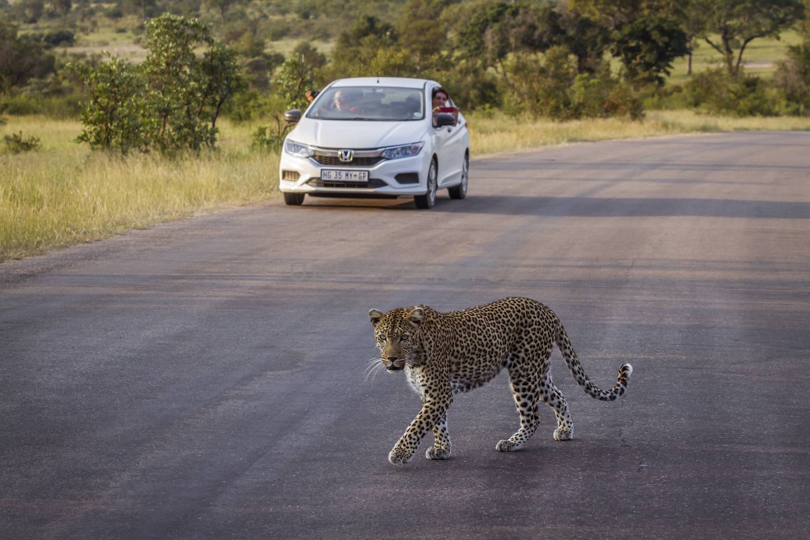 Leopard crossing safari road in front of tourist car in Kruger National park, South Africa ; Specie Panthera pardus family of Felidae