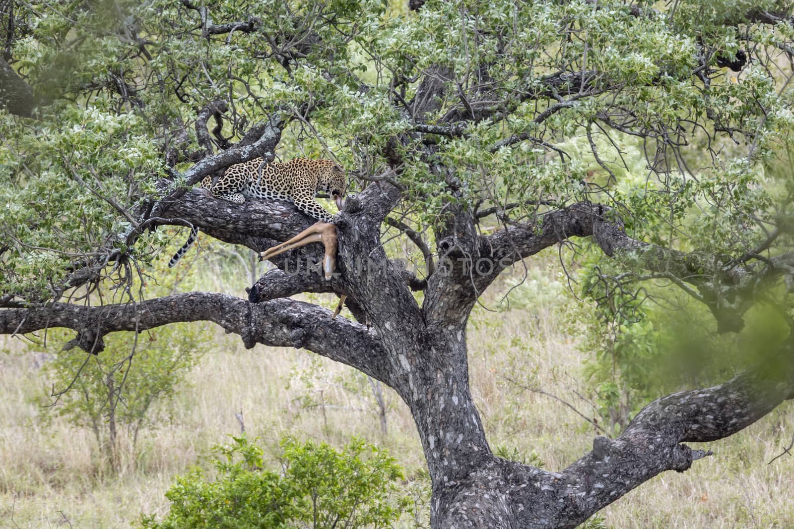 Leopard eating a prey in a tree in Kruger National park, South Africa ; Specie Panthera pardus family of Felidae