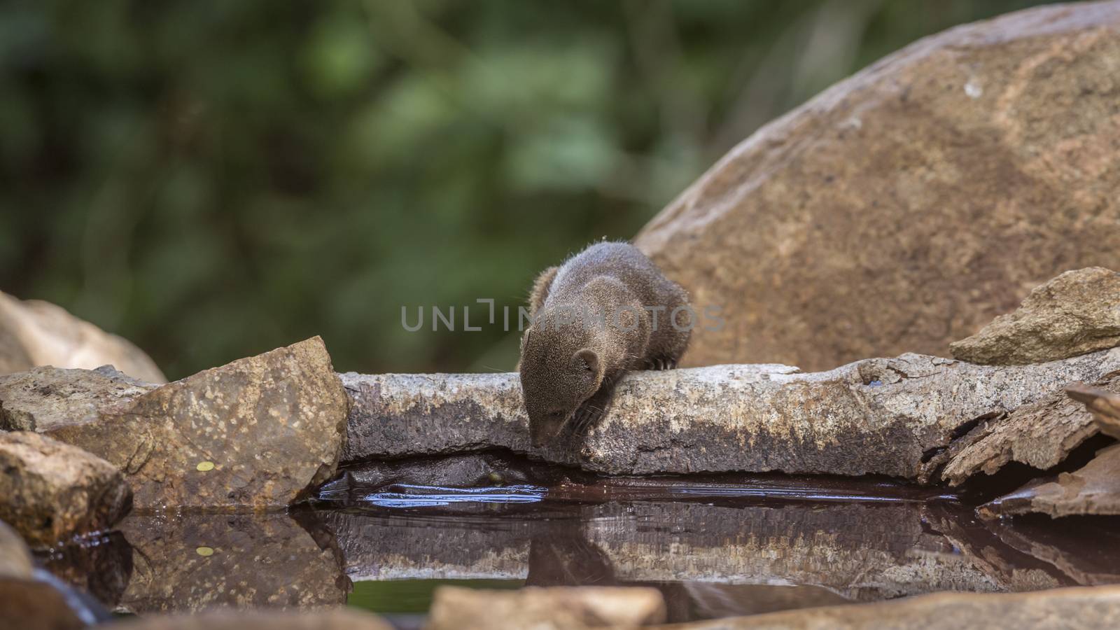 Common dwarf mongoose drinking in water pond in Kruger National park, South Africa ; Specie Helogale parvula family of Herpestidae