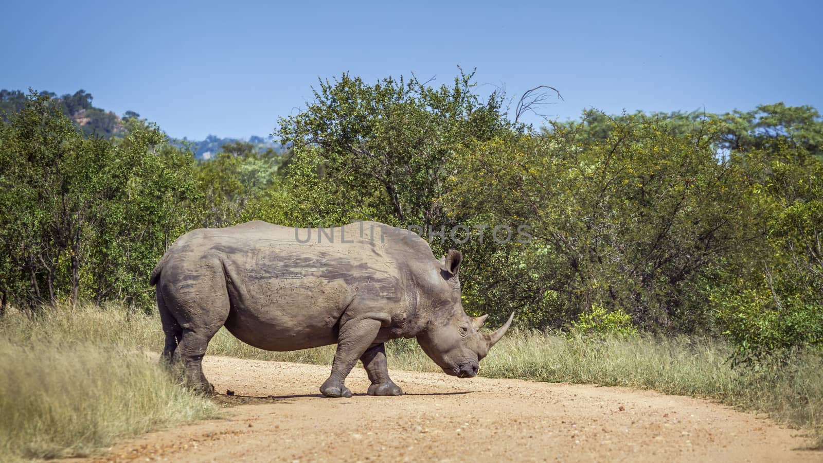 Southern white rhinoceros crossing safari gravel road in Kruger National park, South Africa ; Specie Ceratotherium simum simum family of Rhinocerotidae