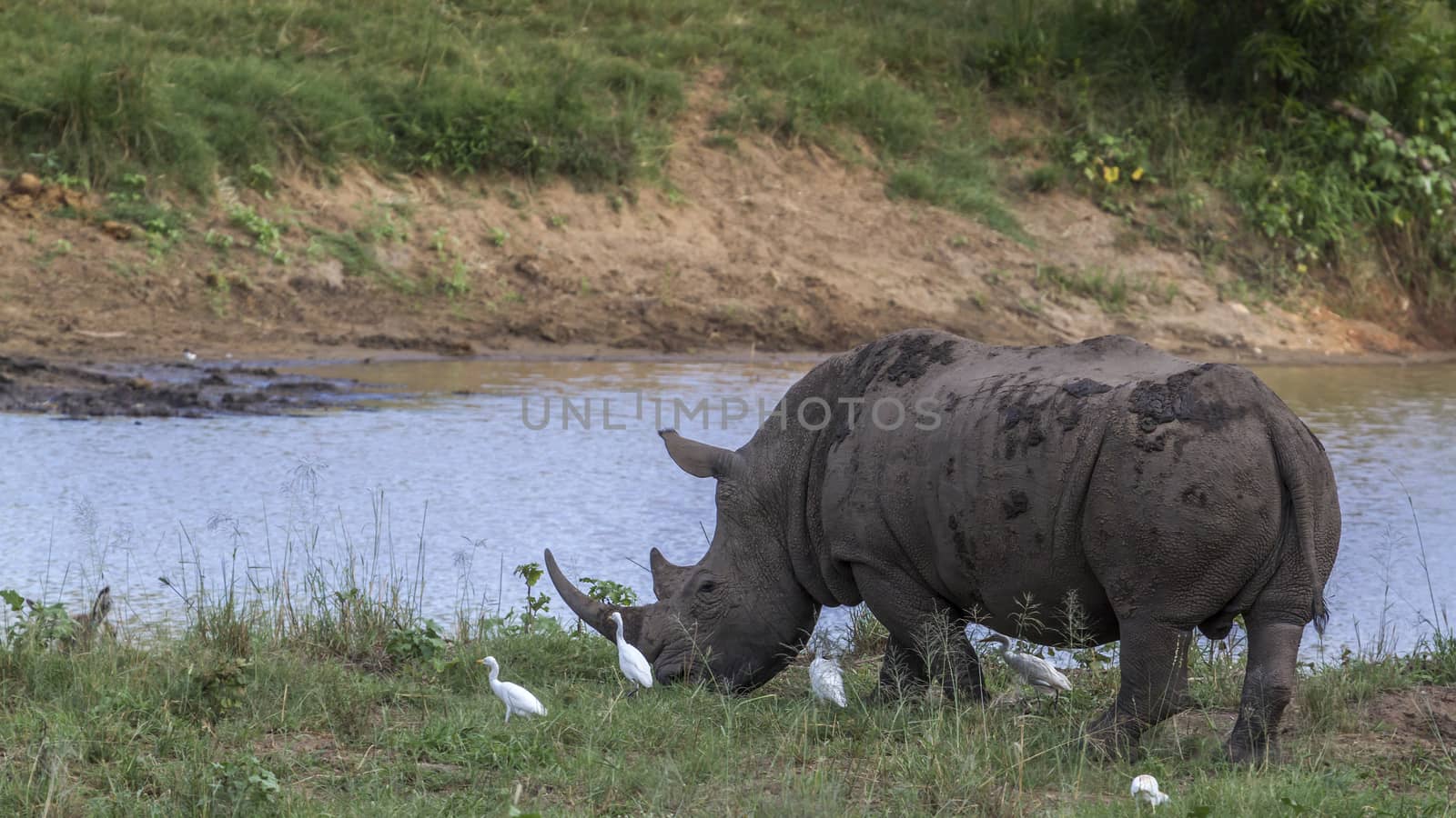 Southern white rhinoceros and cattle egret in lake side in Kruger National park, South Africa ; Specie Ceratotherium simum simum family of Rhinocerotidae