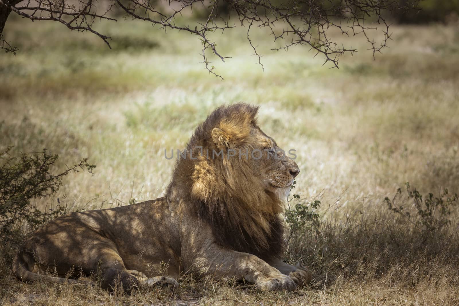 African lion lying down under shadow in Kruger National park, South Africa ; Specie Panthera leo family of Felidae