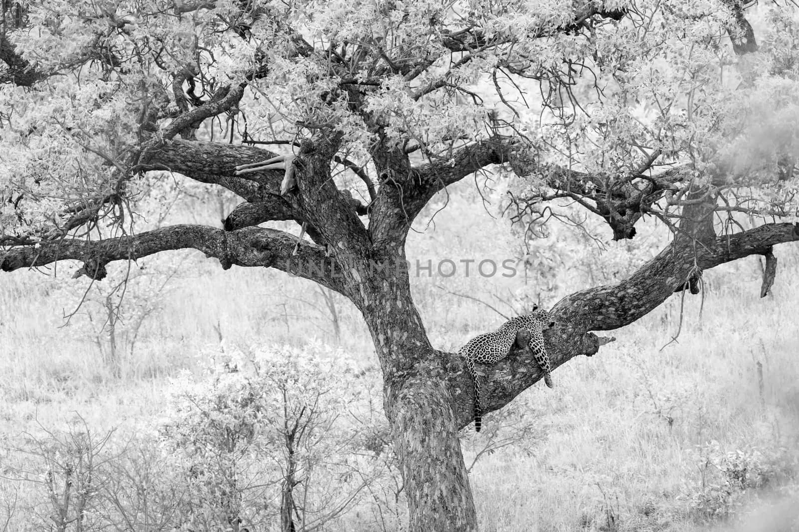 Leopard resting after eating prey in a tree in Kruger National park, South Africa ; Specie Panthera pardus family of Felidae