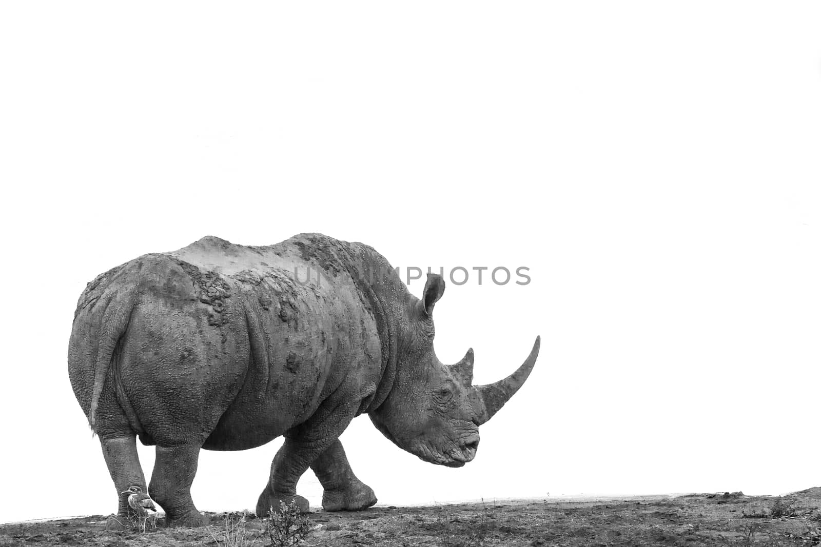 Southern white rhinoceros isolated in white background in Kruger National park, South Africa ; Specie Ceratotherium simum simum family of Rhinocerotidae