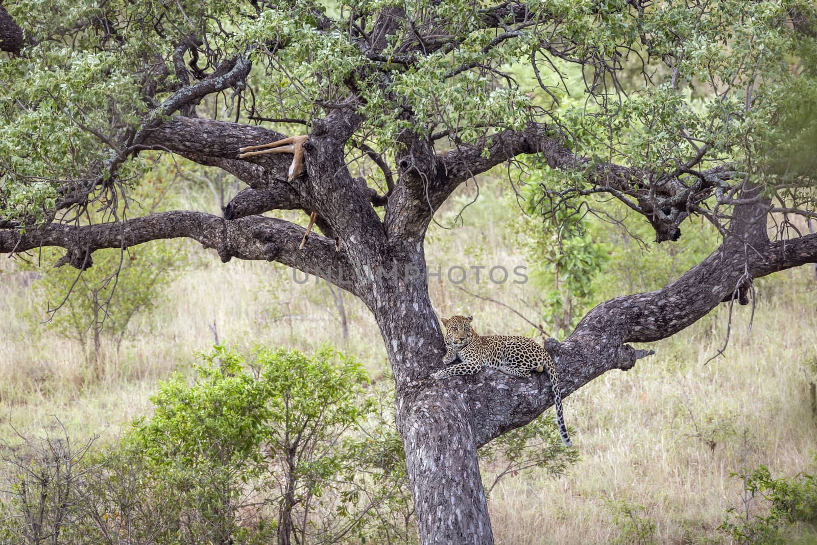 Leopard resting after eating prey in a tree in Kruger National park, South Africa ; Specie Panthera pardus family of Felidae