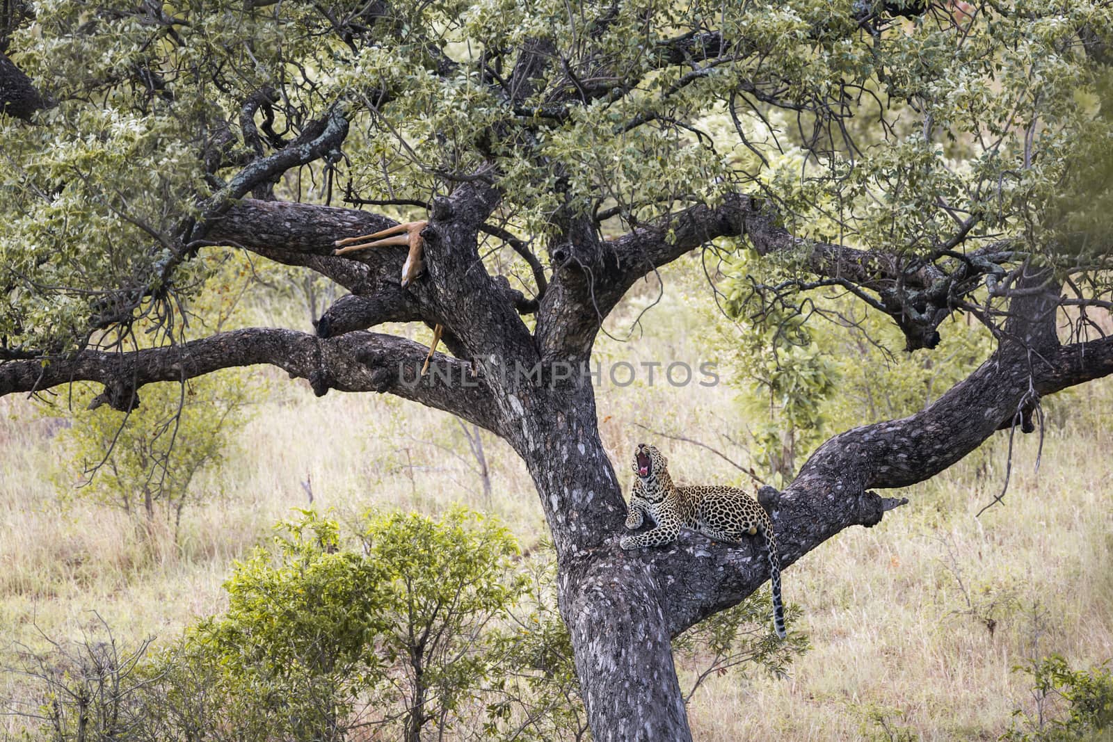 Leopard resting after eating prey in a tree in Kruger National park, South Africa ; Specie Panthera pardus family of Felidae
