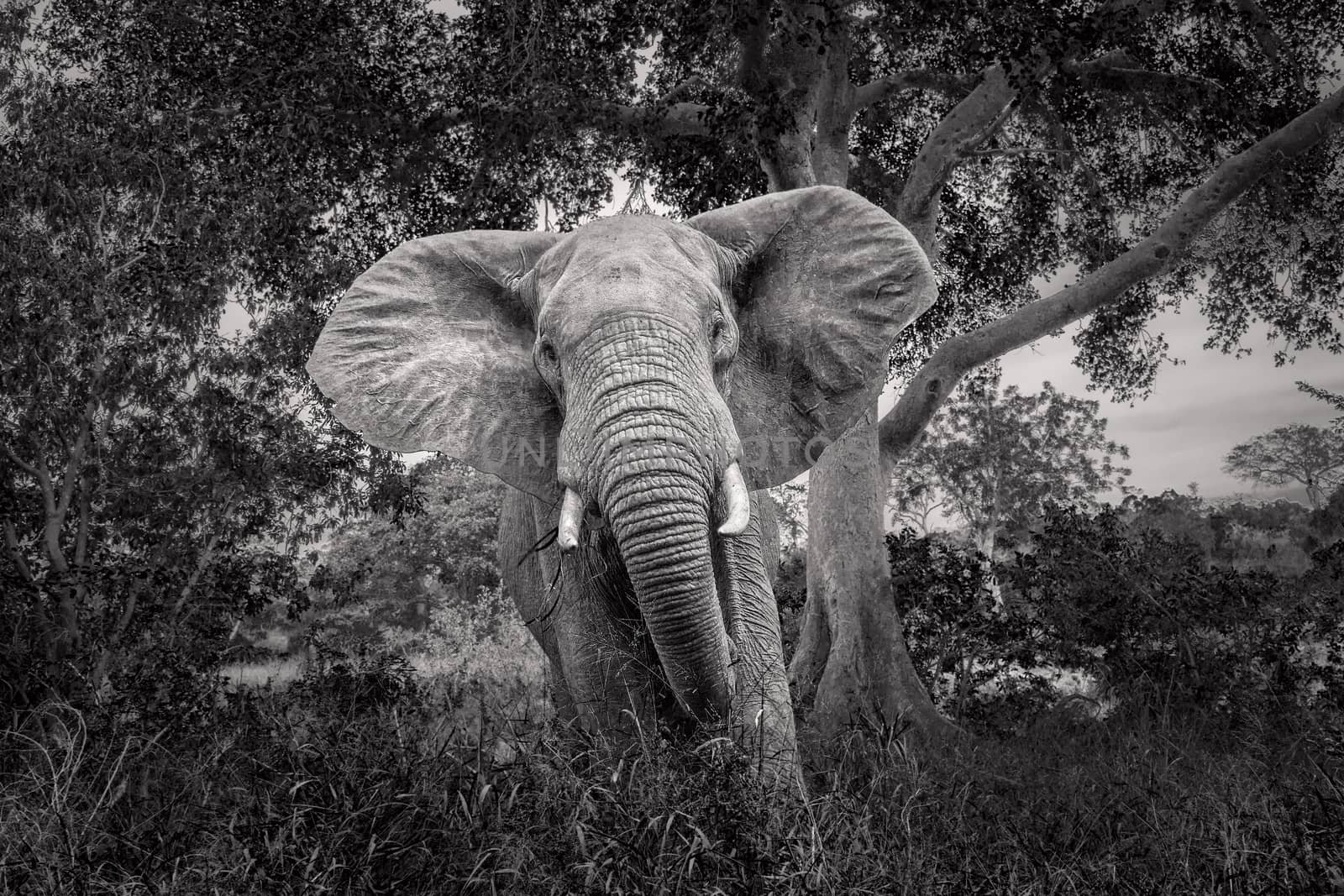 African bush elephant in Kruger National park, South Africa by PACOCOMO