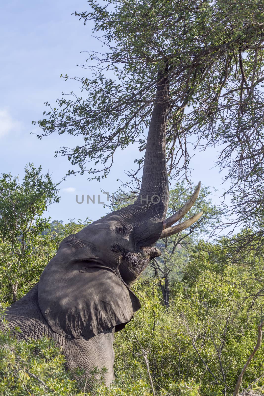 African bush elephant in Kruger National park, South Africa by PACOCOMO