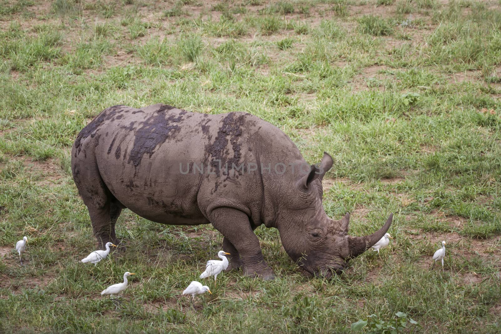 Southern white rhinoceros grazing with cattle egret in Kruger National park, South Africa ; Specie Ceratotherium simum simum family of Rhinocerotidae