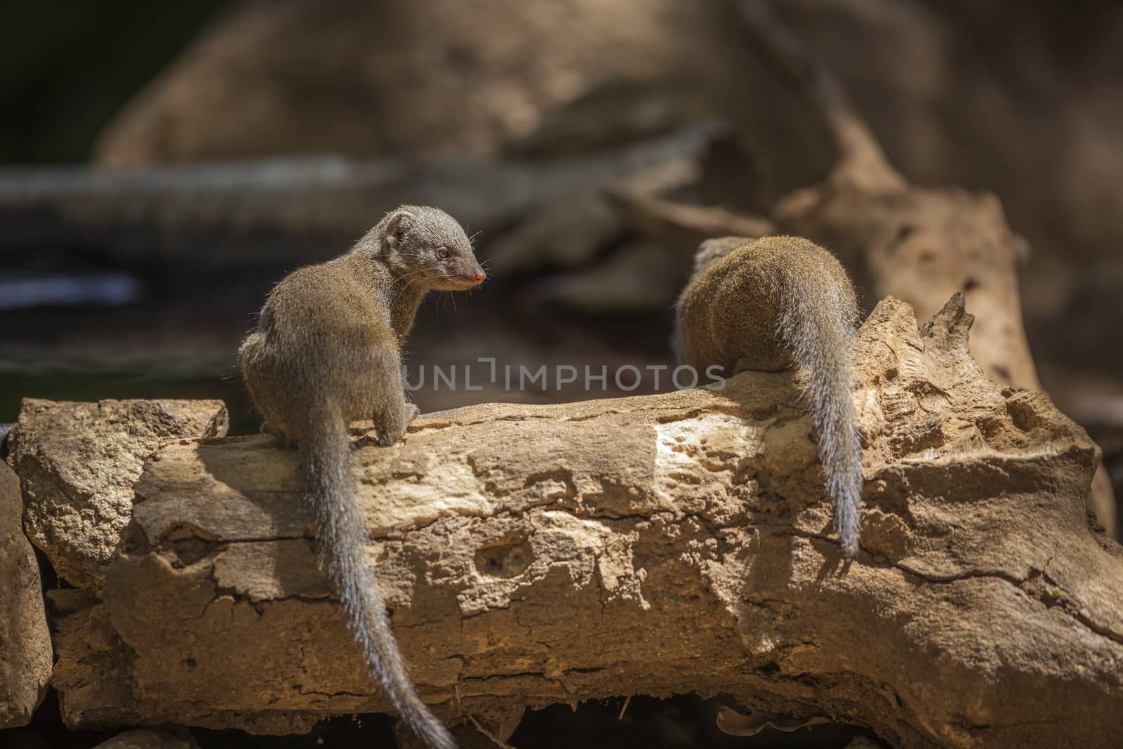 Common dwarf mongoose by water pond in Kruger National park, South Africa ; Specie Helogale parvula family of Herpestidae