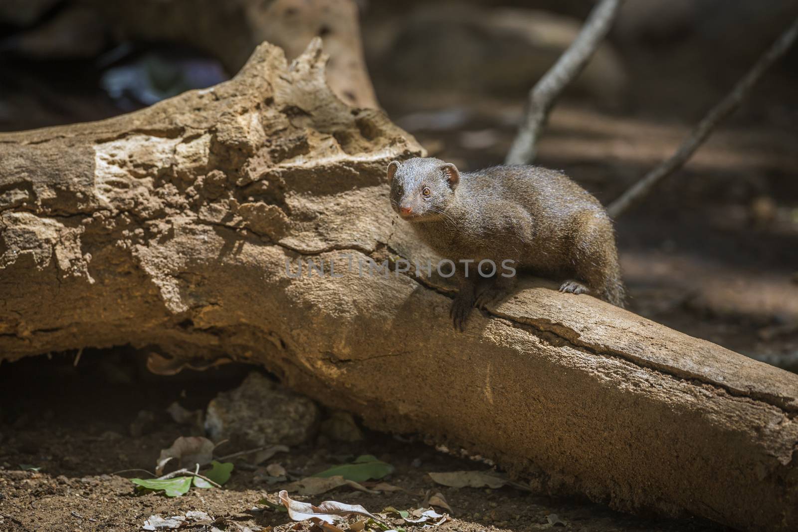 Common dwarf mongoose standing on log in Kruger National park, South Africa ; Specie Helogale parvula family of Herpestidae