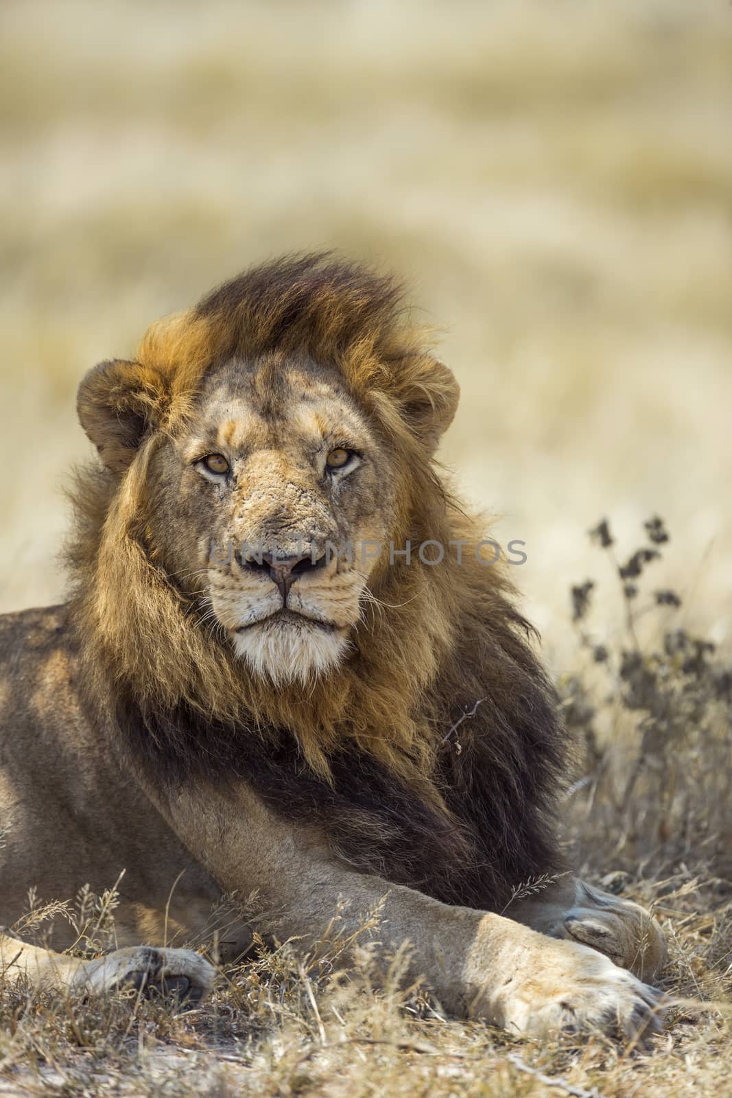 African lion male portrait in Kruger National park, South Africa ; Specie Panthera leo family of Felidae