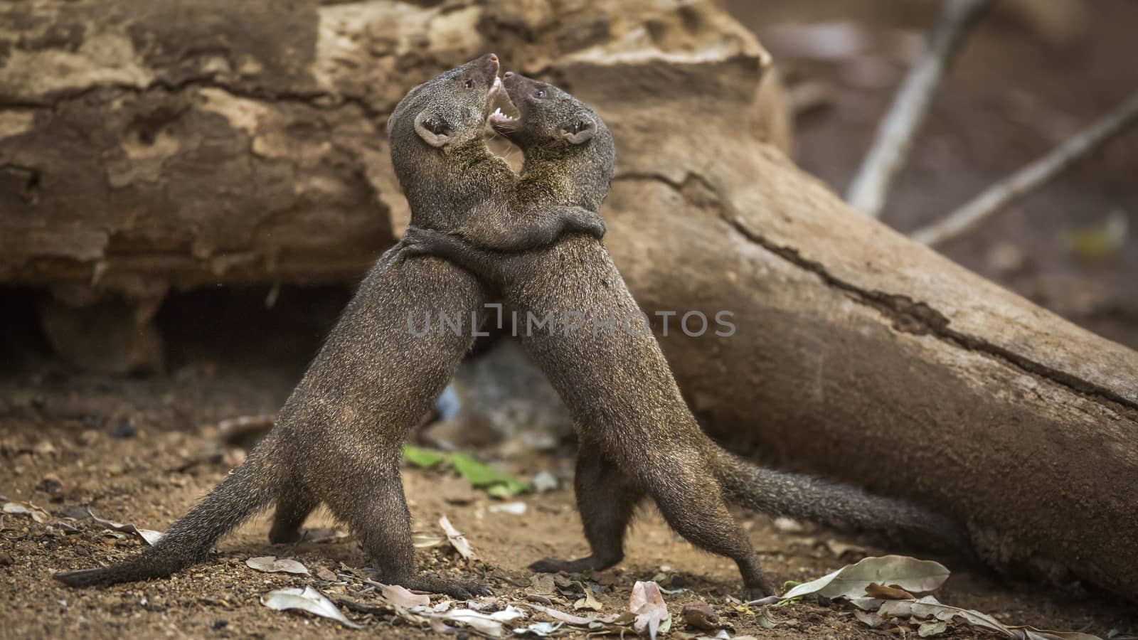Two Common dwarf mongoose fighting in Kruger National park, South Africa ; Specie Helogale parvula family of Herpestidae