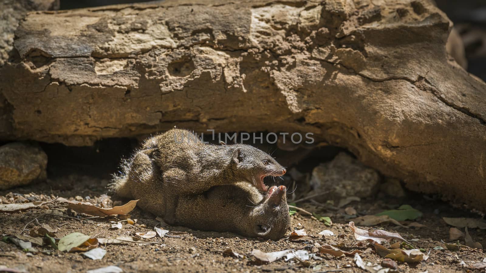 Two Common dwarf mongoose fighting in Kruger National park, South Africa ; Specie Helogale parvula family of Herpestidae