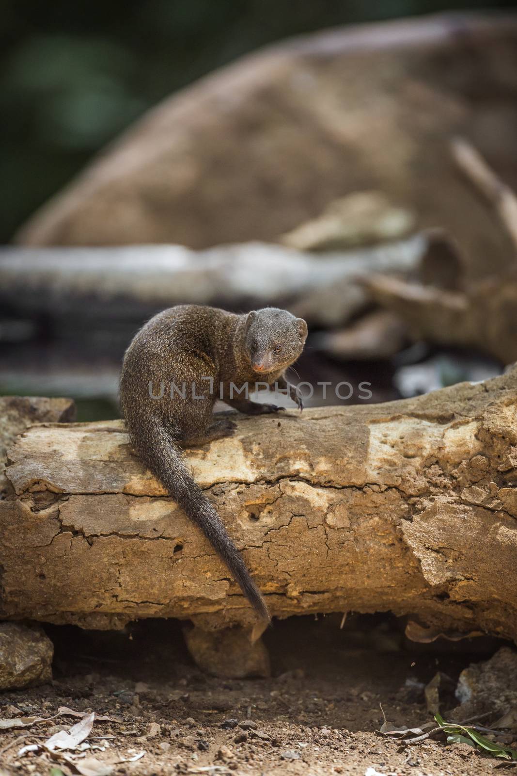 Common dwarf mongoose standing on log in Kruger National park, South Africa ; Specie Helogale parvula family of Herpestidae