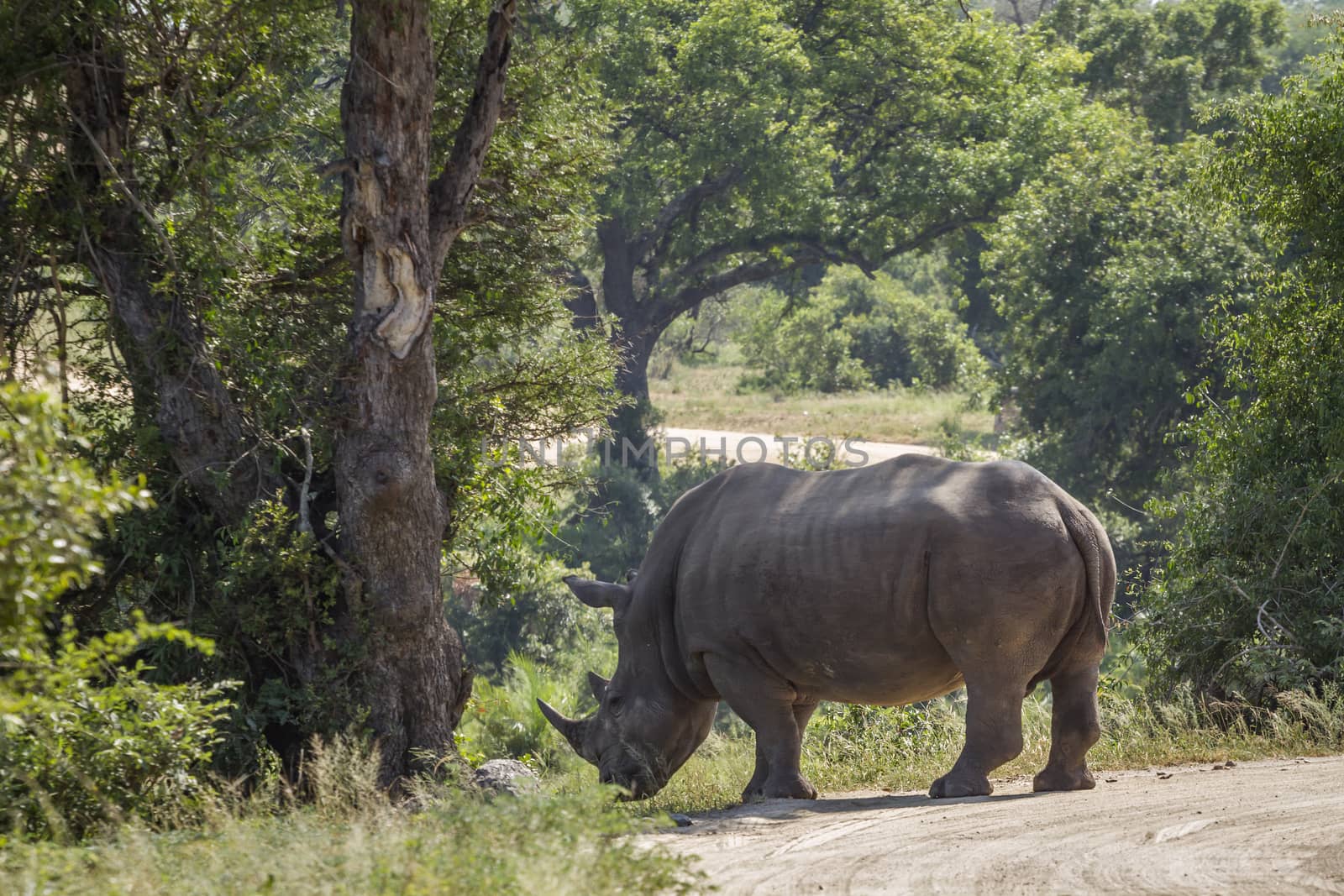 Southern white rhinoceros crossing gravel road in Kruger National park, South Africa ; Specie Ceratotherium simum simum family of Rhinocerotidae