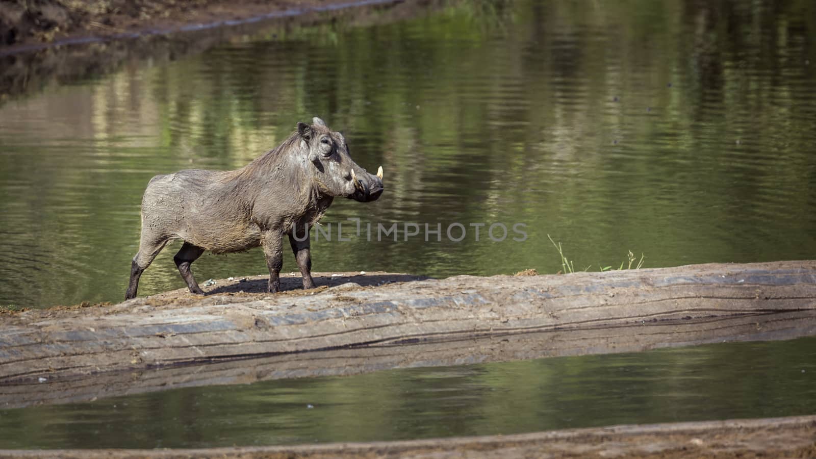 common warthog in Kruger National park, South Africa by PACOCOMO