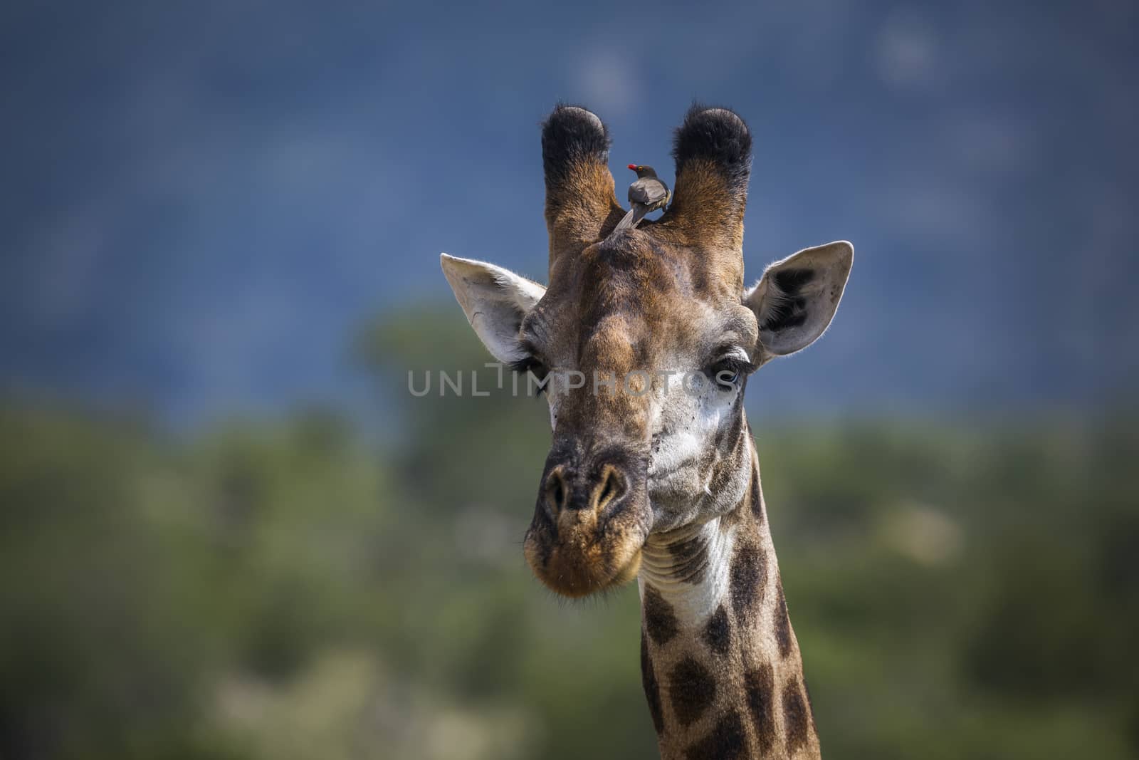 Giraffe portrait isolated in natural background in Kruger National park, South Africa ; Specie Giraffa camelopardalis family of Giraffidae