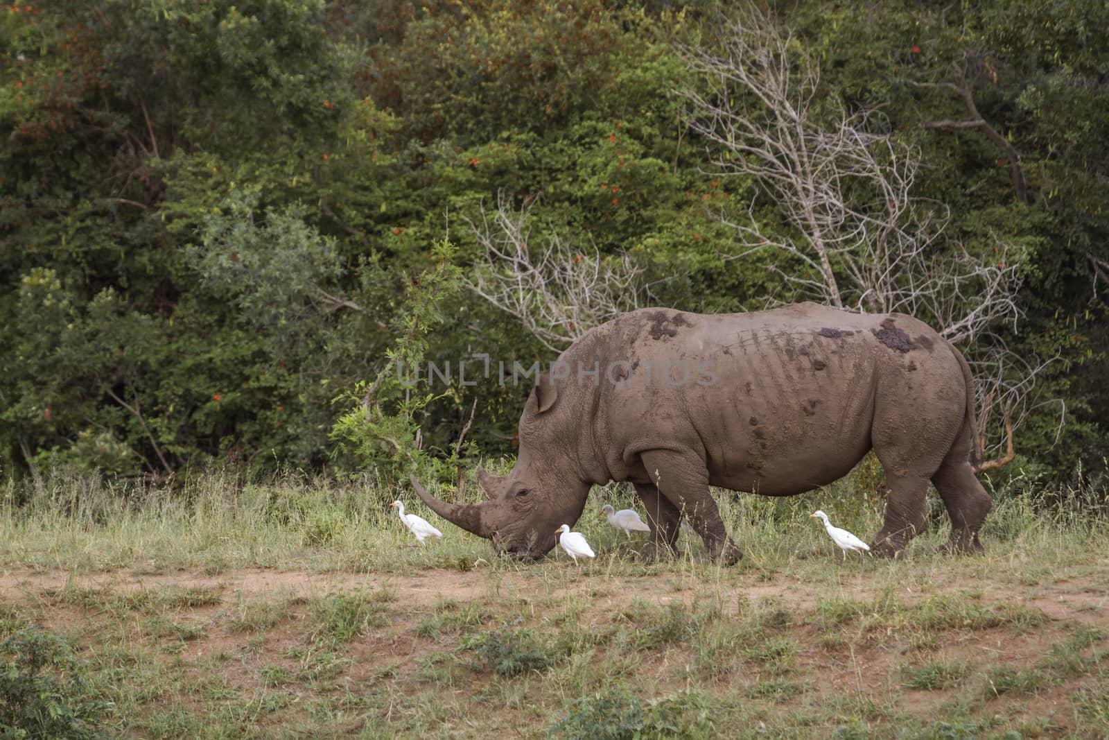 Southern white rhinoceros grazing with cattle egret in Kruger National park, South Africa ; Specie Ceratotherium simum simum family of Rhinocerotidae