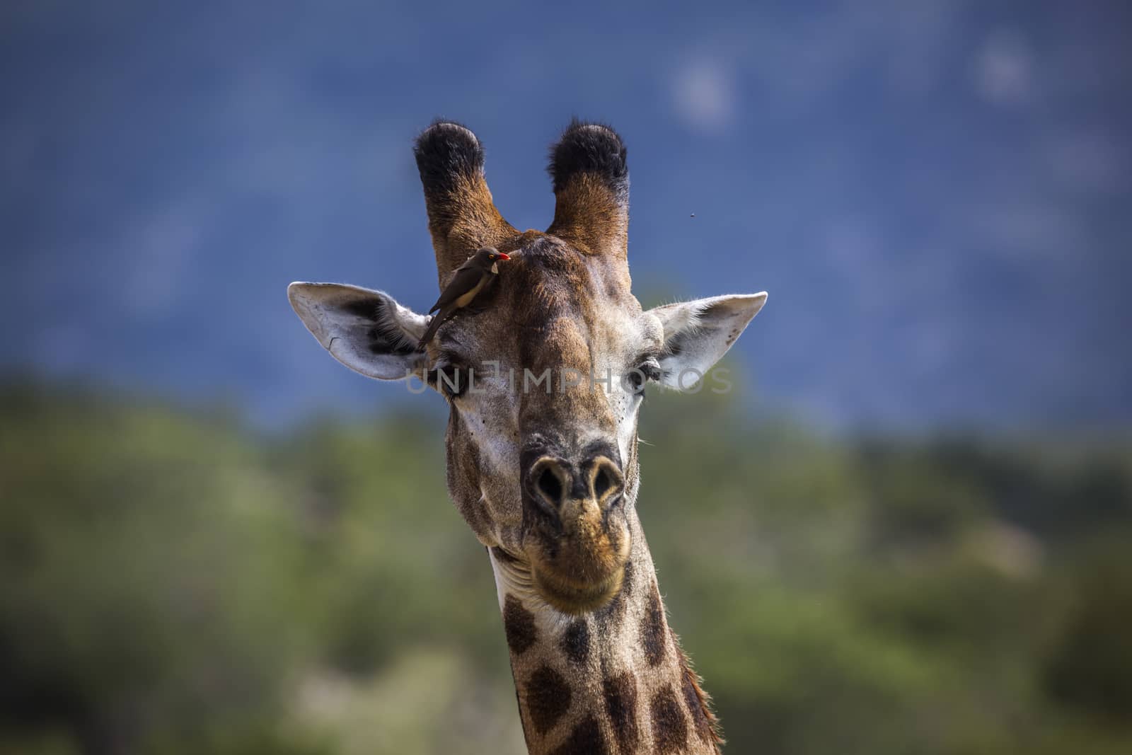 Giraffe portrait isolated in natural background in Kruger National park, South Africa ; Specie Giraffa camelopardalis family of Giraffidae