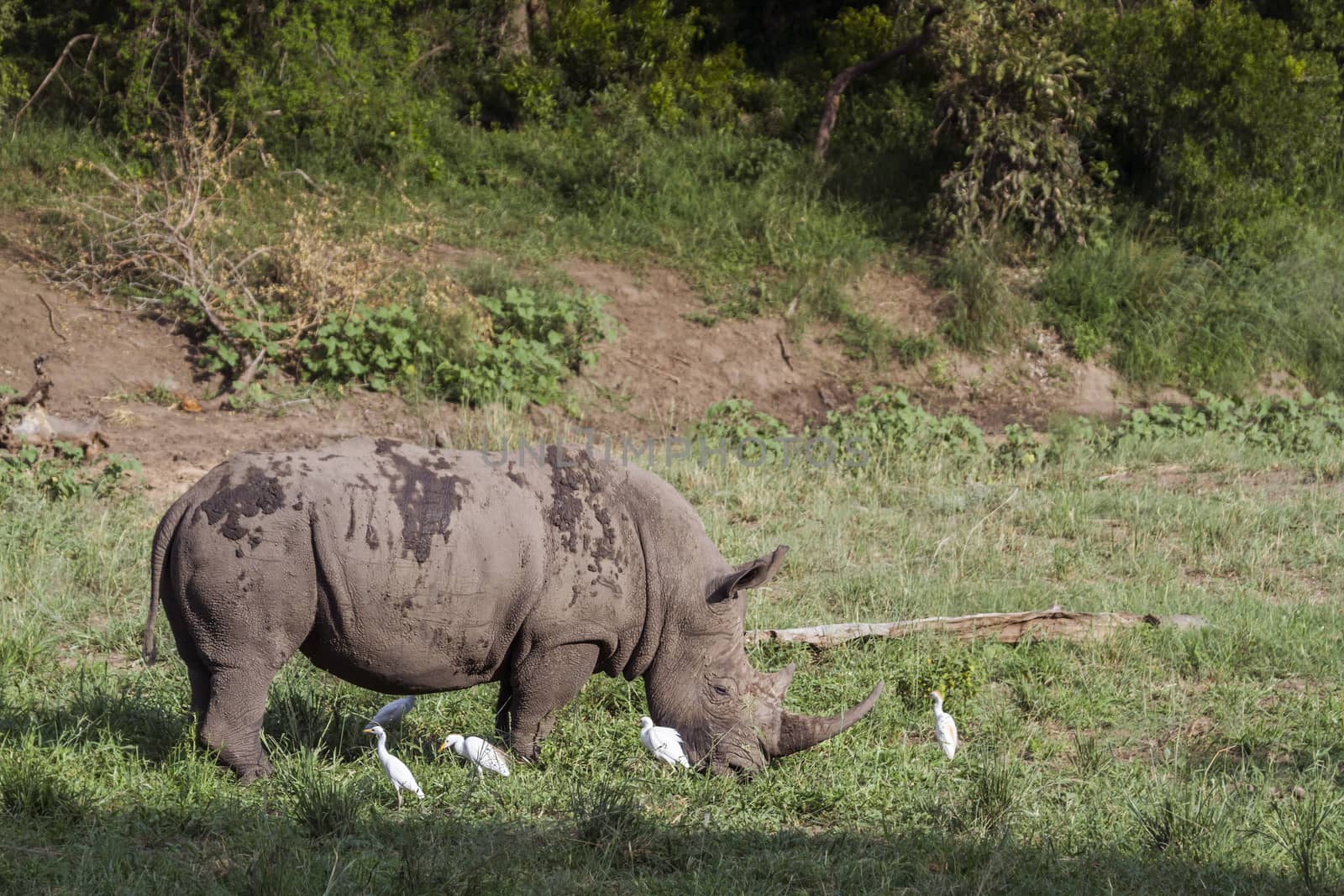Southern white rhinoceros grazing with cattle egret in Kruger National park, South Africa ; Specie Ceratotherium simum simum family of Rhinocerotidae