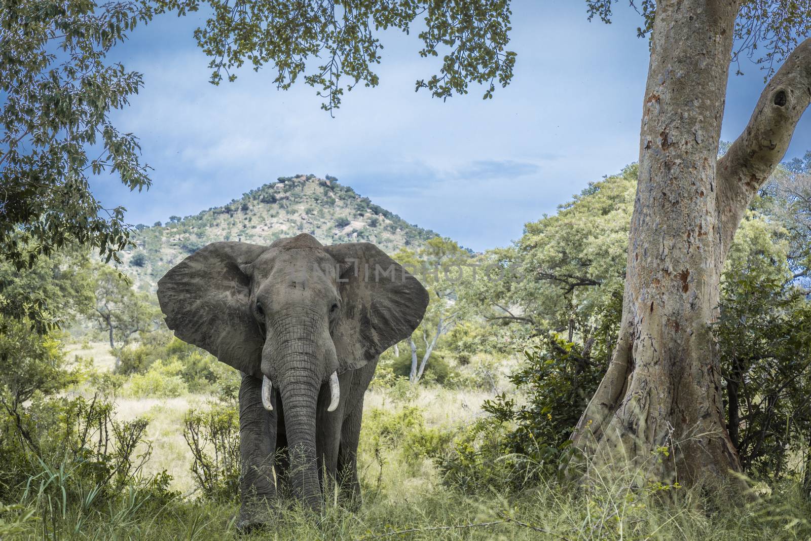 African bush elephant open hear in front view in Kruger National park, South Africa ; Specie Loxodonta africana family of Elephantidae