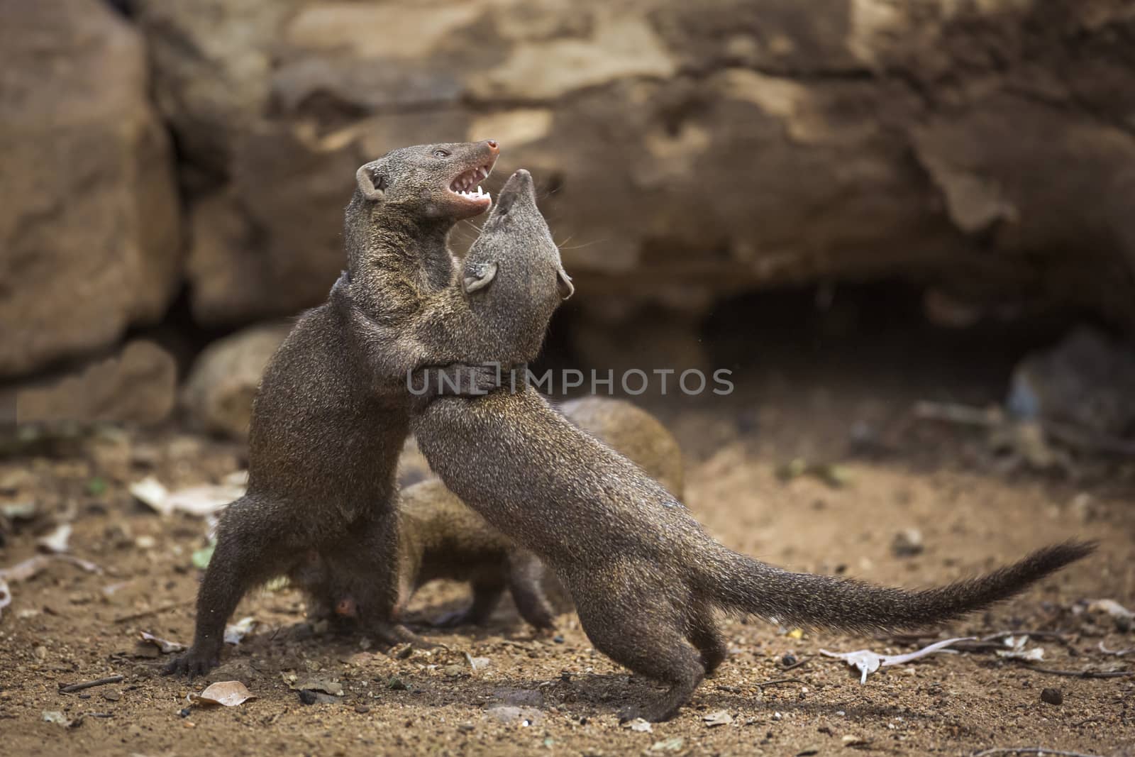 Two Common dwarf mongoose fighting in Kruger National park, South Africa ; Specie Helogale parvula family of Herpestidae