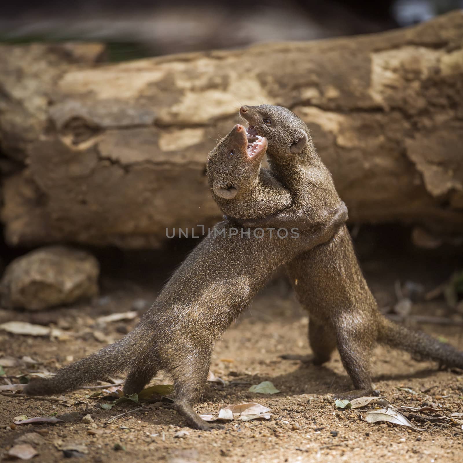 Common dwarf mongoose in Kruger National park, South Africa by PACOCOMO