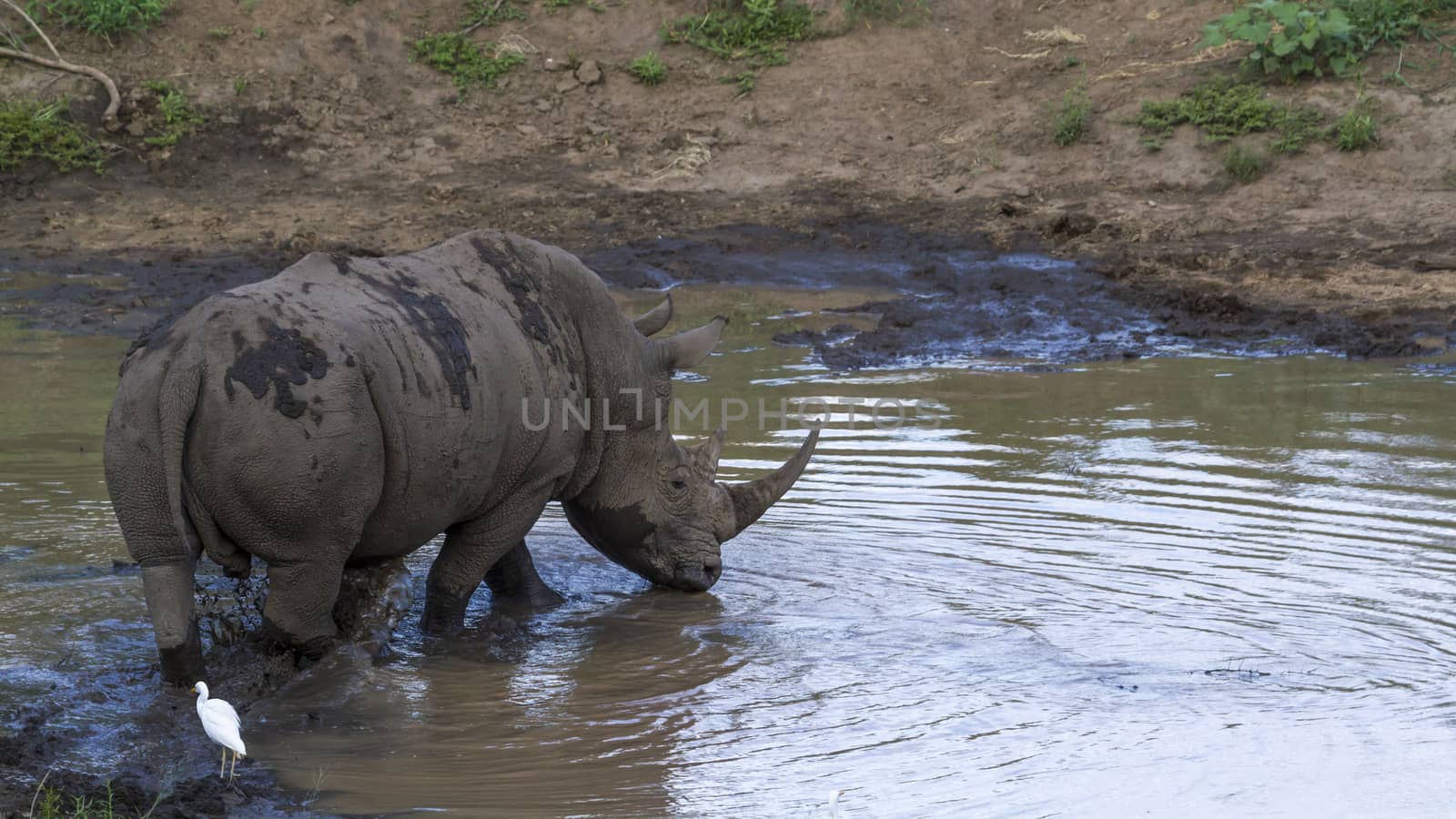 Southern white rhinoceros crossing water in Kruger National park, South Africa ; Specie Ceratotherium simum simum family of Rhinocerotidae