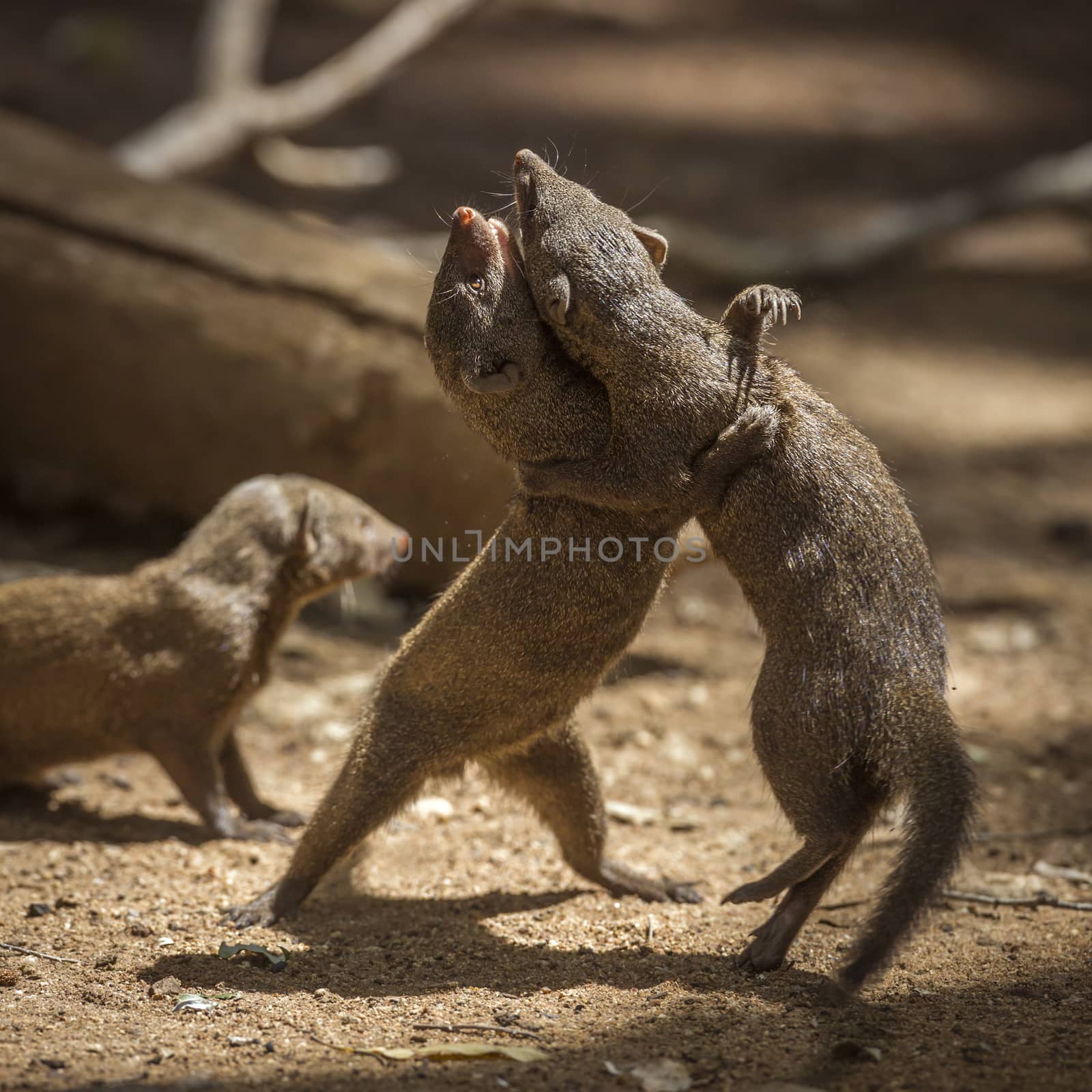 Common dwarf mongoose in Kruger National park, South Africa by PACOCOMO