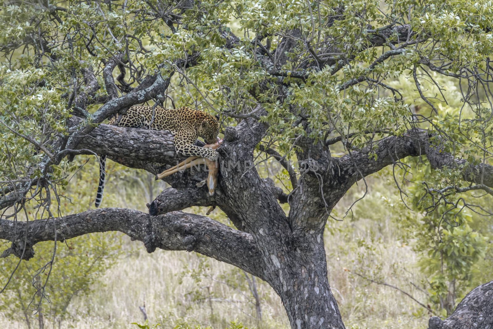 Leopard with kill on a tree in Kruger National park, South Africa ; Specie Panthera pardus family of Felidae