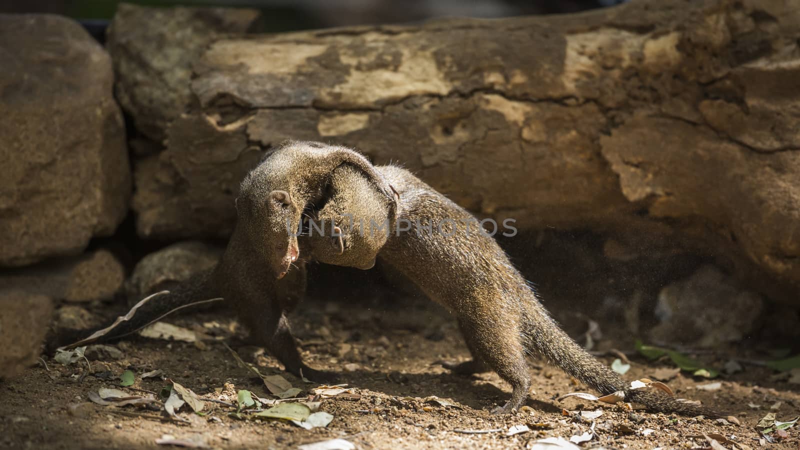 Two Common dwarf mongoose fighting in Kruger National park, South Africa ; Specie Helogale parvula family of Herpestidae