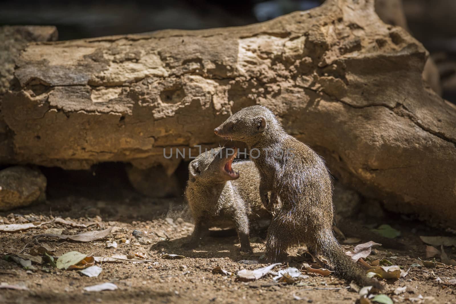 Two Common dwarf mongoose fighting in Kruger National park, South Africa ; Specie Helogale parvula family of Herpestidae