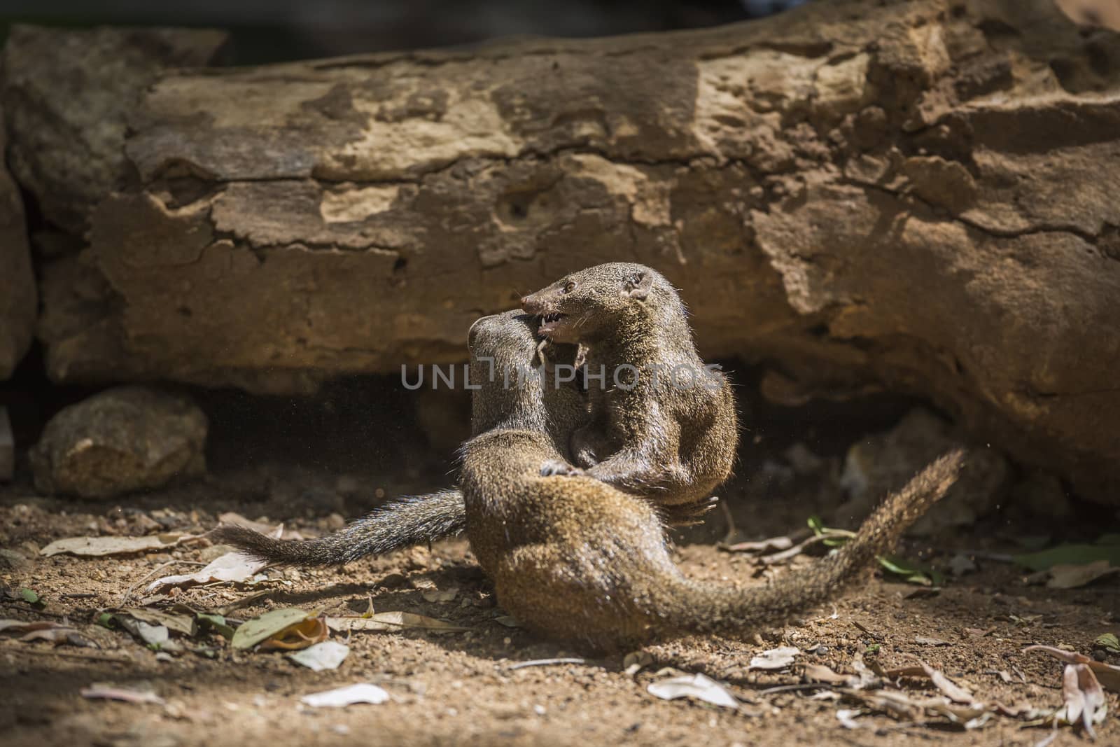 Two Common dwarf mongoose fighting in Kruger National park, South Africa ; Specie Helogale parvula family of Herpestidae