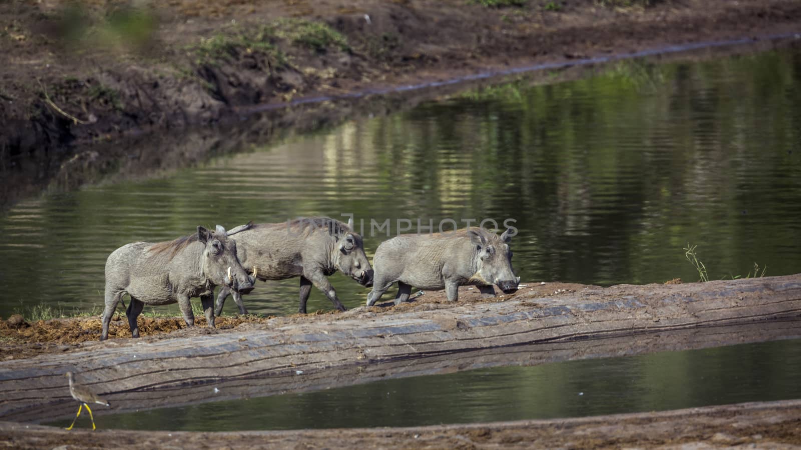 Three Common warthog walking in lake side in Kruger National park, South Africa ; Specie Phacochoerus africanus family of Suidae