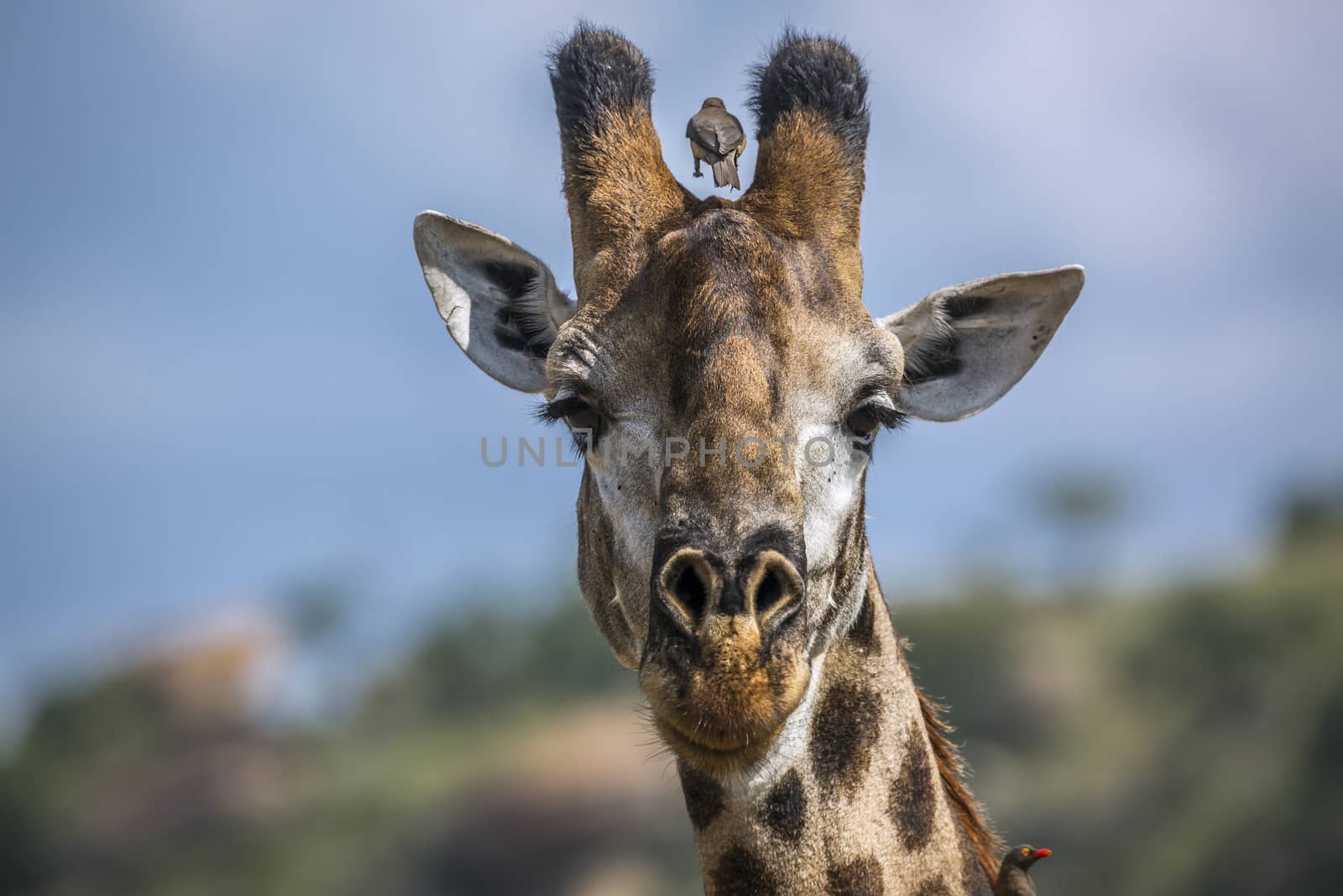 Giraffe portrait isolated in natural background in Kruger National park, South Africa ; Specie Giraffa camelopardalis family of Giraffidae