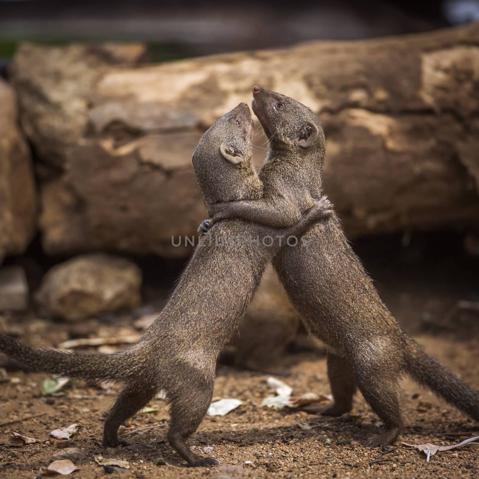 Common dwarf mongoose in Kruger National park, South Africa by PACOCOMO