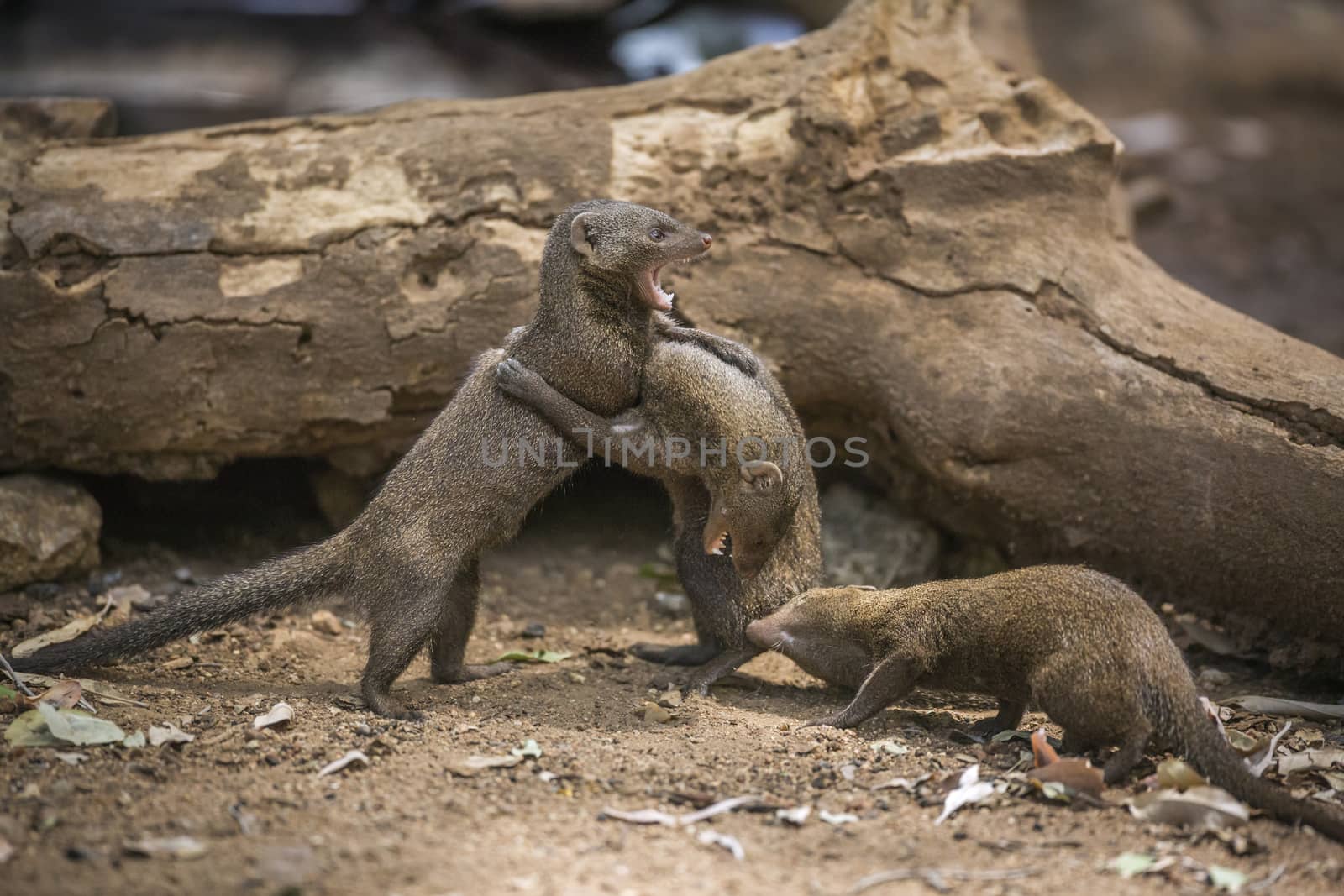 Three Common dwarf mongoose fighting in Kruger National park, South Africa ; Specie Helogale parvula family of Herpestidae