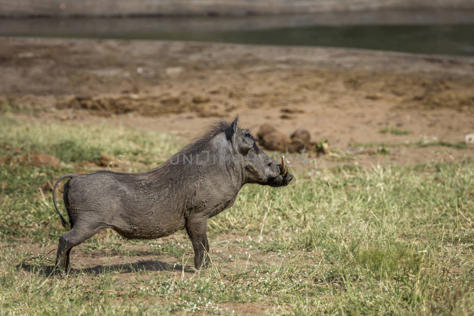 Common warthog male standing in lake side in Kruger National park, South Africa ; Specie Phacochoerus africanus family of Suidae