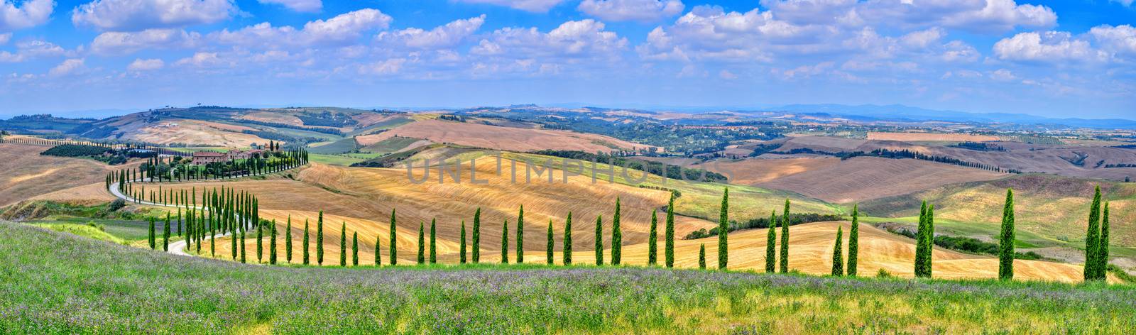 Cypress trees and meadow with typical tuscan house. by CreativePhotoSpain