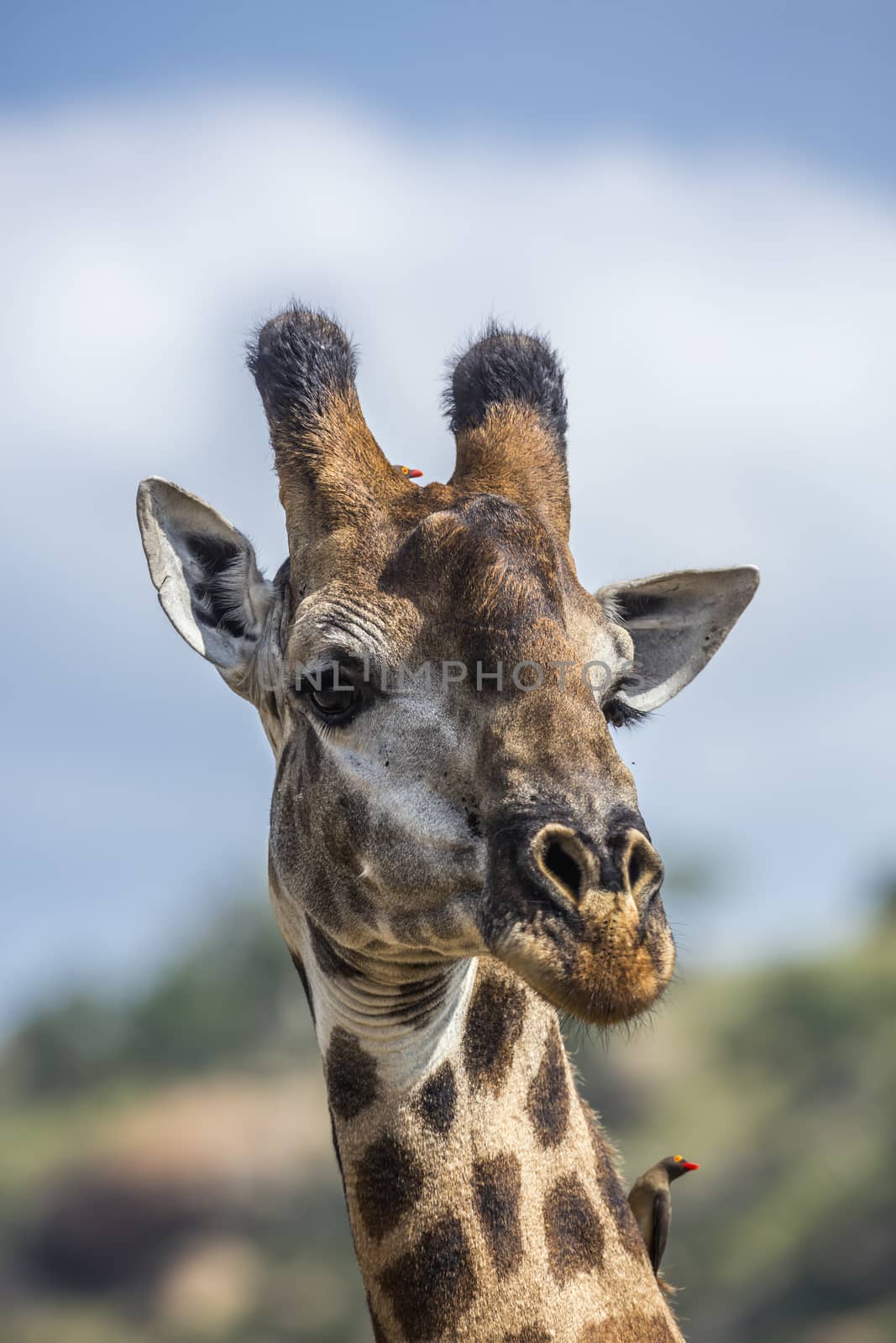 Giraffe in Kruger National park, South Africa by PACOCOMO