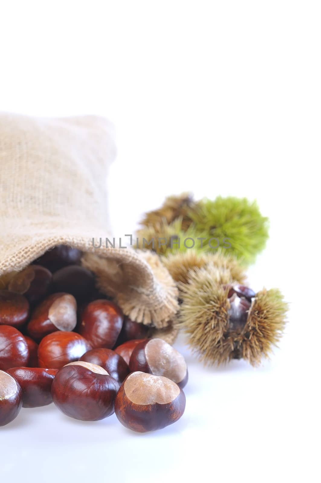 Isolated group of chestnuts on white background