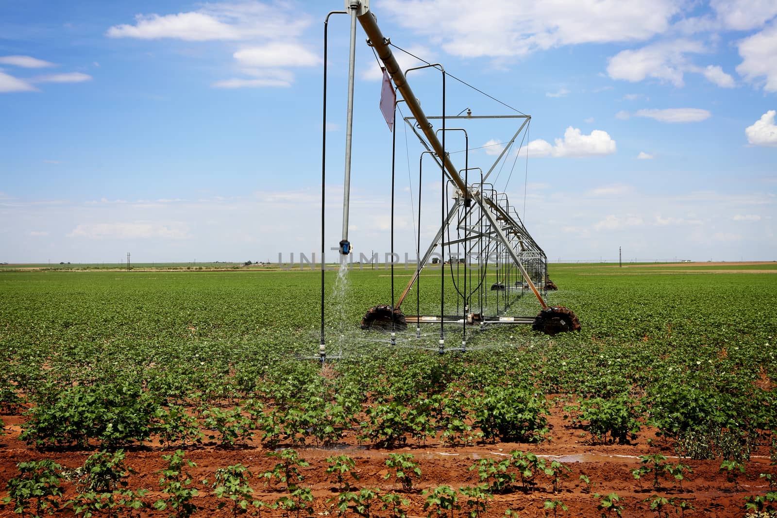 A cotton field irrigated with center pivot automated sprinkler system
