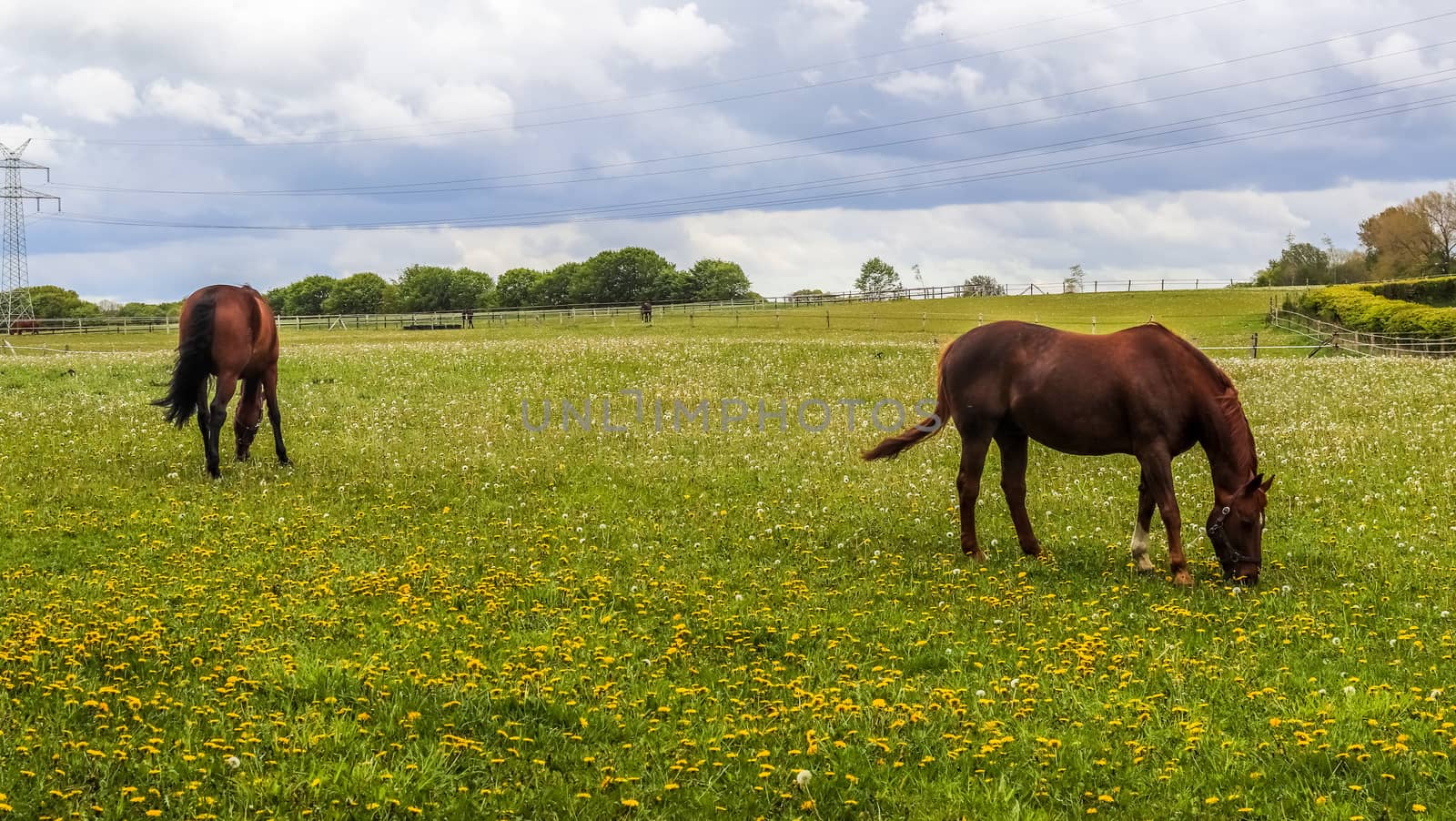 Beautiful panorama of grazing horses on a green meadow in summer