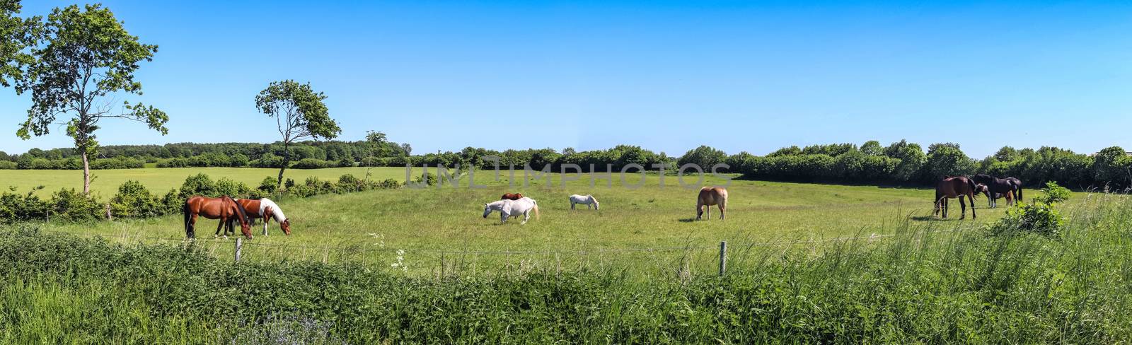 Beautiful panorama of grazing horses on a green meadow in summer