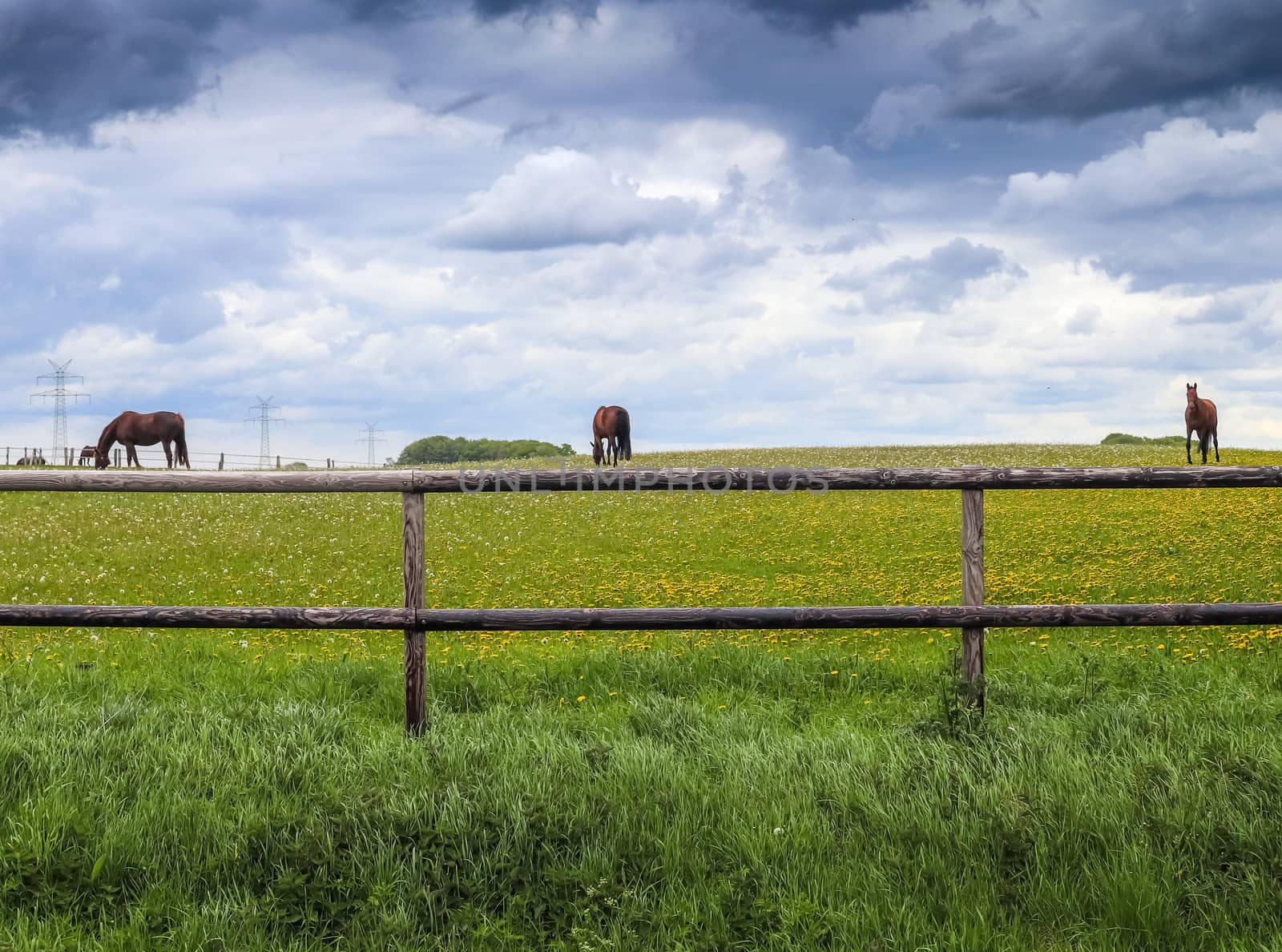 Beautiful panorama of grazing horses on a green meadow during sp by MP_foto71