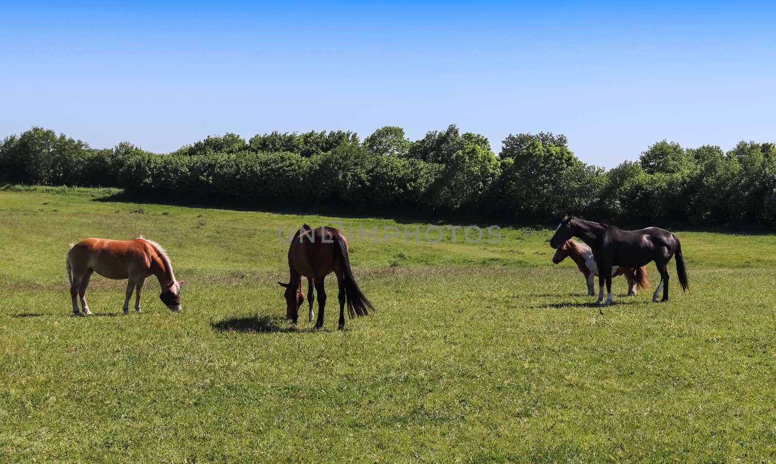 Beautiful panorama of grazing horses on a green meadow during sp by MP_foto71