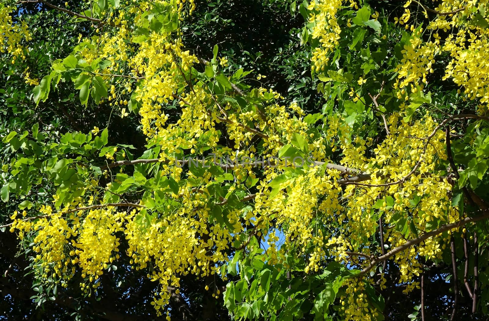 The beautiful yellow flowers of the Senna Tree (Senna surattenensis)